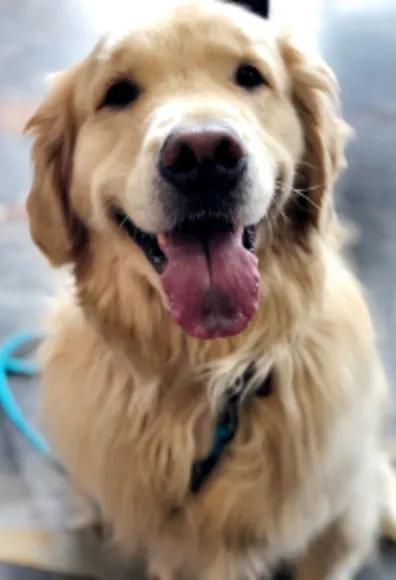 Golden Retriever with tongue out sitting on the floor