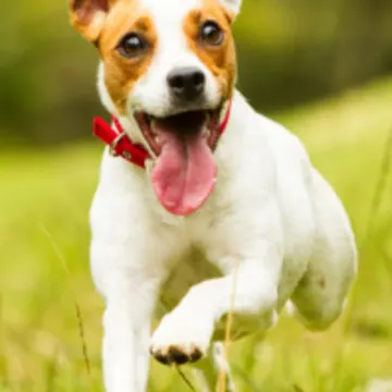 White/Brown Dog Running on Grass White/Brown Dog Running on Grass