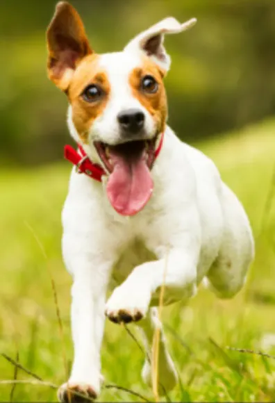 White/Brown Dog Running on Grass