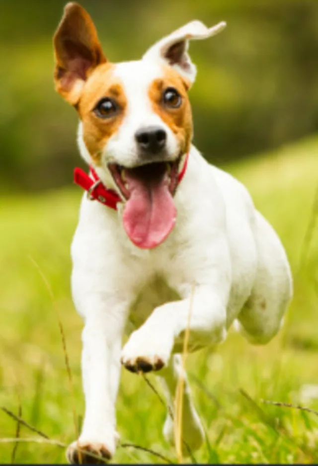White/Brown Dog Running on Grass White/Brown Dog Running on Grass