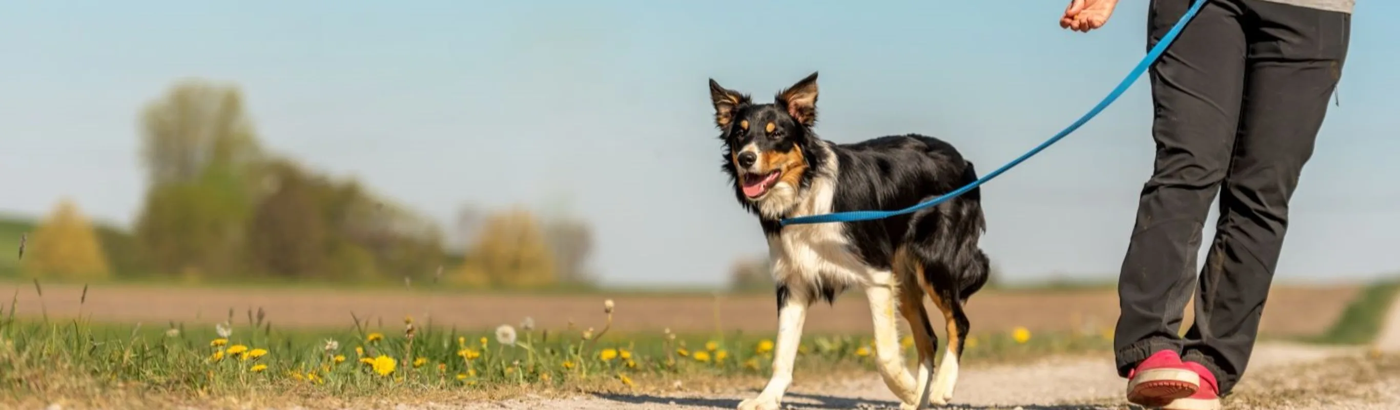 person walking dog outdoors person walking dog outdoors