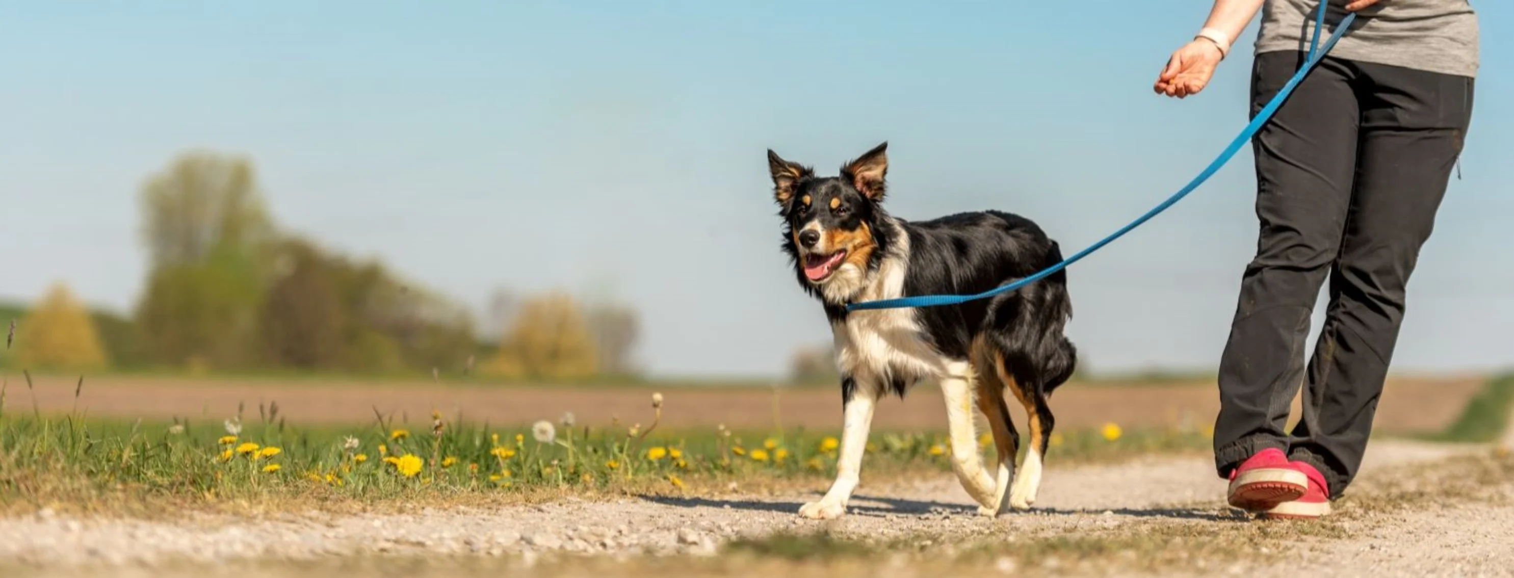 person walking dog outdoors person walking dog outdoors