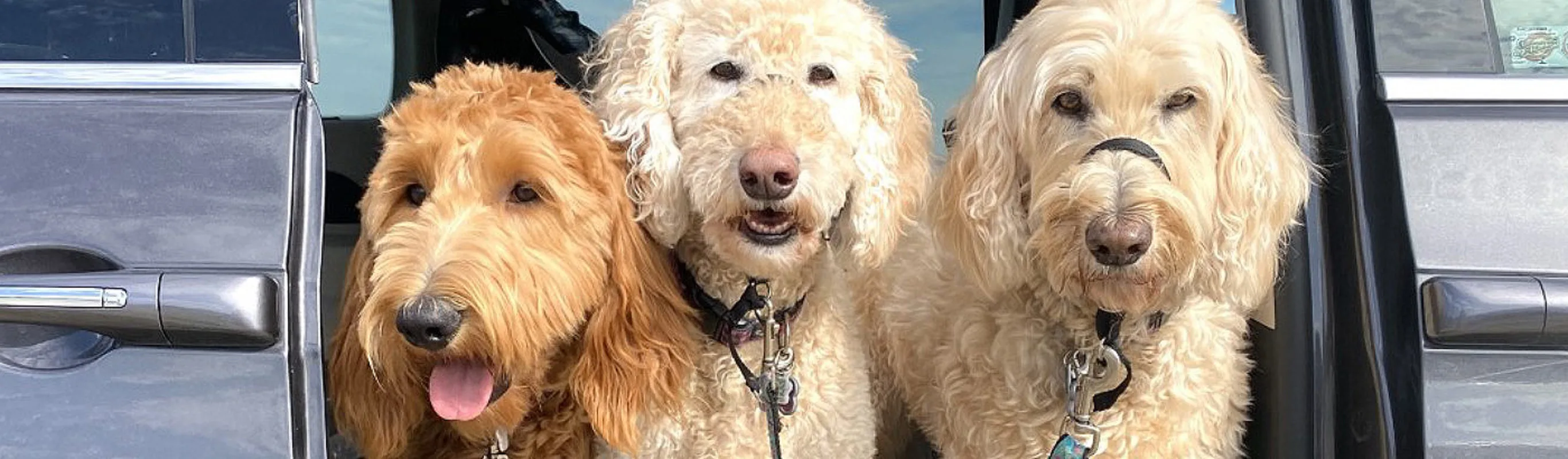 Three dogs standing inside a van 