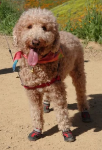 Dog Standing with Tongue Out in the Desert