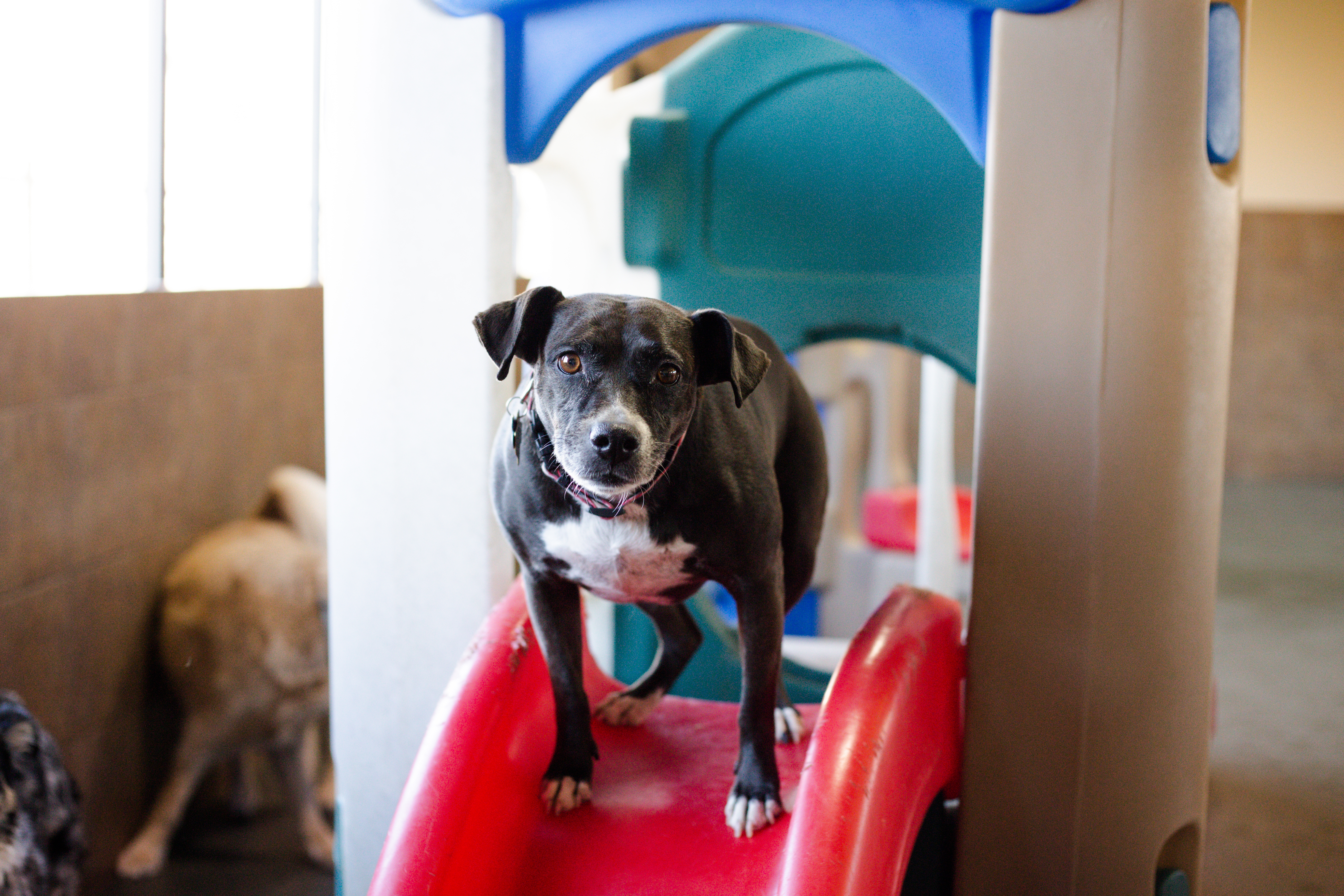 dog standing on slide during dog daycare in Heath