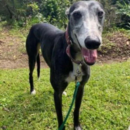 Flower Dewveall Flower Dewveall