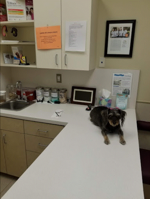 Chickasaw Trail Animal Hospital Waiting Room