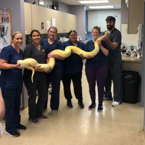 LSAH Staff Team Holding a Giant Snake