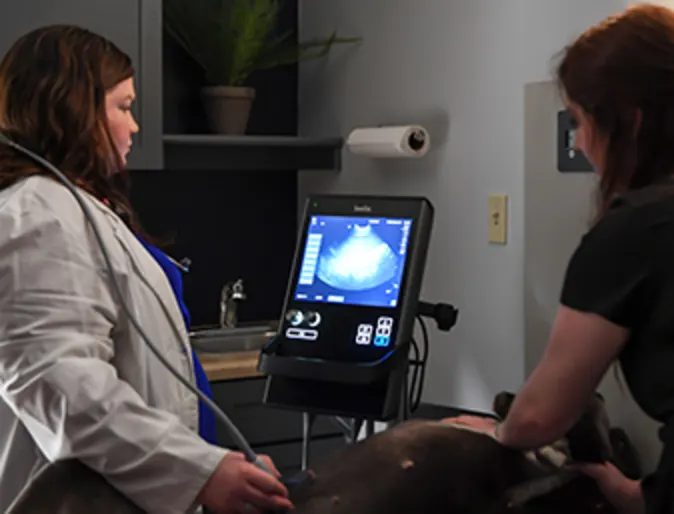 A staff member performing an ultrasound A staff member performing an ultrasound
