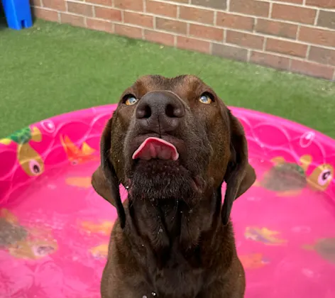 Brown Dog sticking tongue out in kiddie pool Brown Dog sticking tongue out in kiddie pool