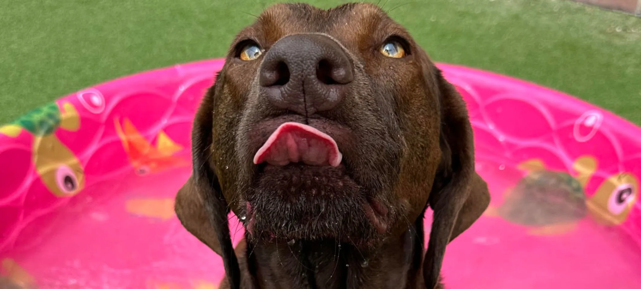 Brown Dog sticking tongue out in kiddie pool Brown Dog sticking tongue out in kiddie pool