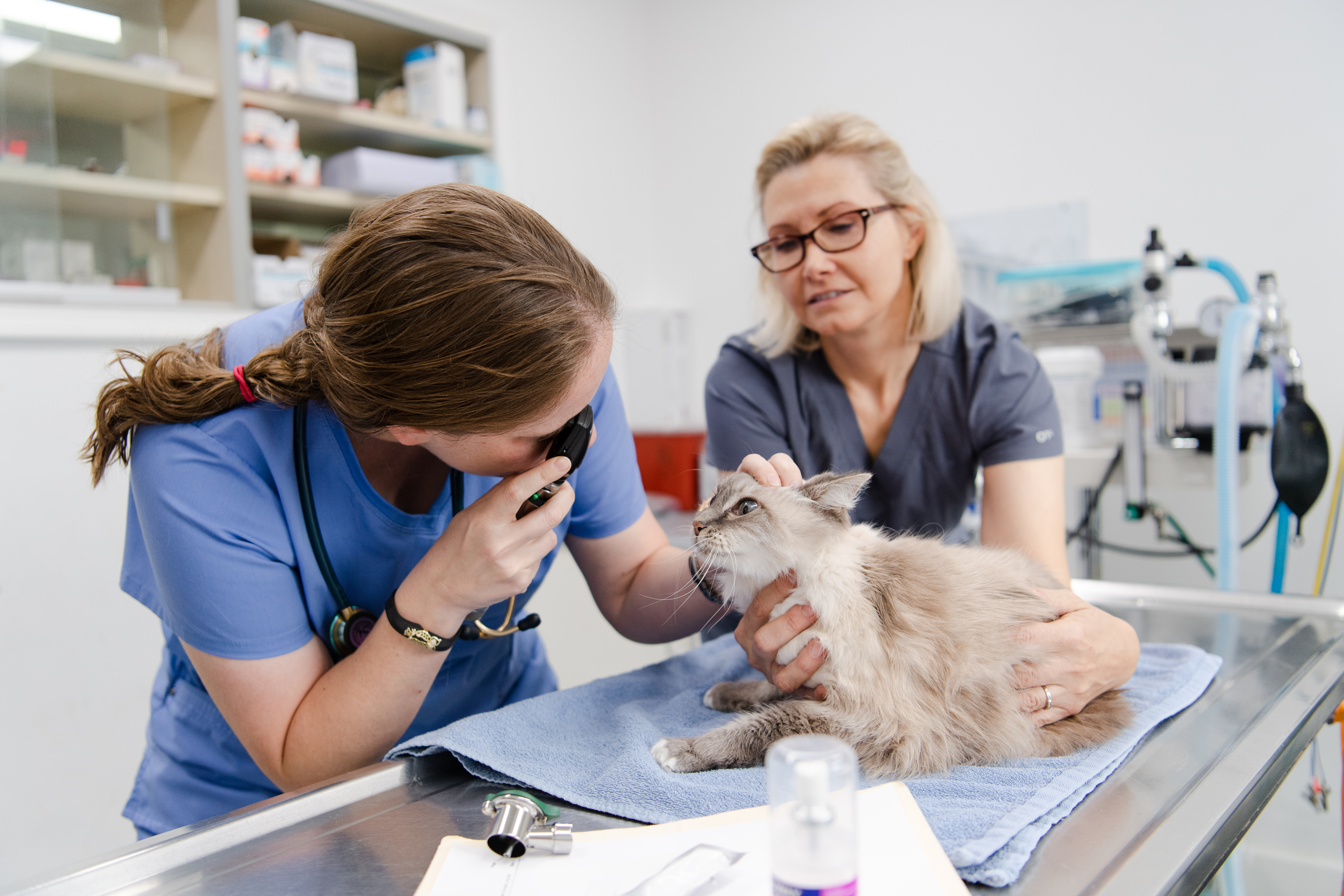 KITTY EXAM BY TWO PROFESSIONALS
