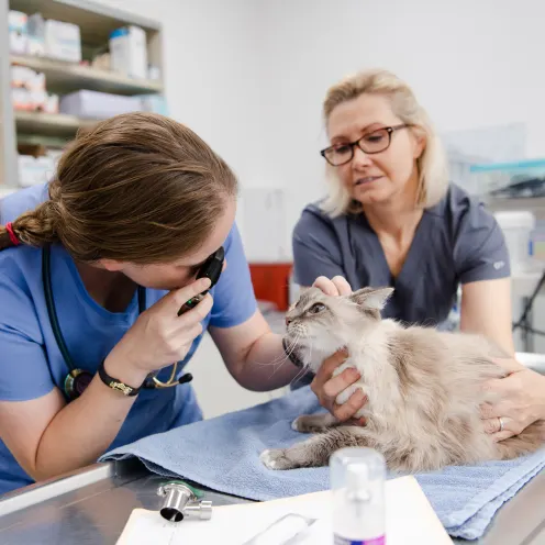 KITTY EXAM BY TWO PROFESSIONALS