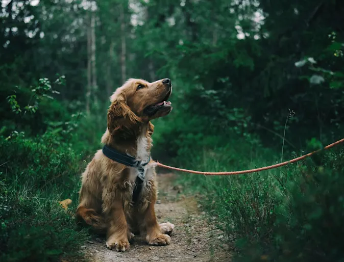 a photo of a dog in a green forest a photo of a dog in a green forest