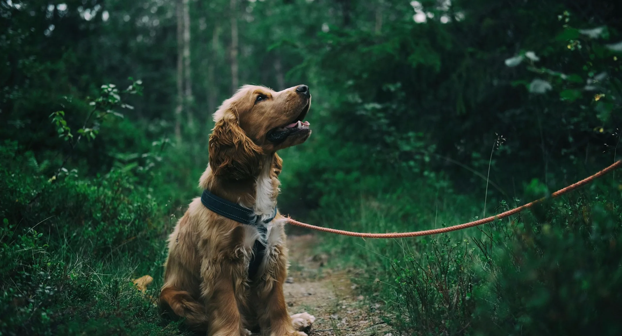 a photo of a dog in a green forest a photo of a dog in a green forest