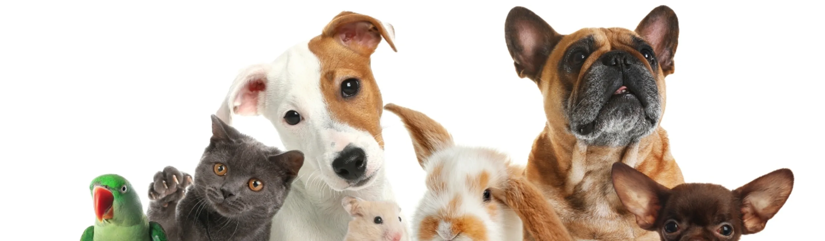 Variety of animal species Variety of animal species