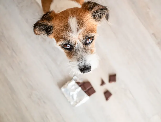 Dog looking up at owner with chocolate at its paws. Dog looking up at owner with chocolate at its paws.