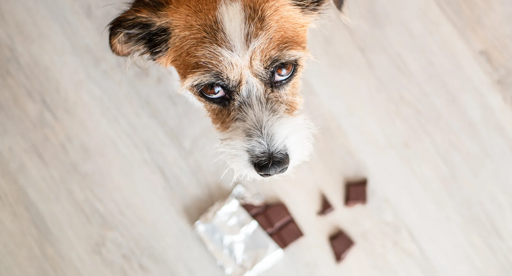 Dog looking up at owner with chocolate at its paws. Dog looking up at owner with chocolate at its paws.