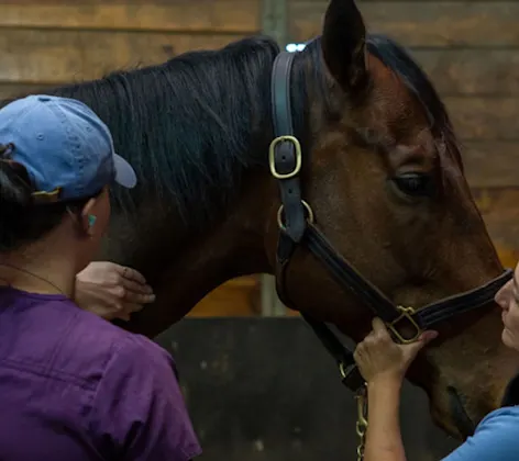 A staff member holding a horse steady and a staff member feeling the horse's neck A staff member holding a horse steady and a staff member feeling the horse's neck