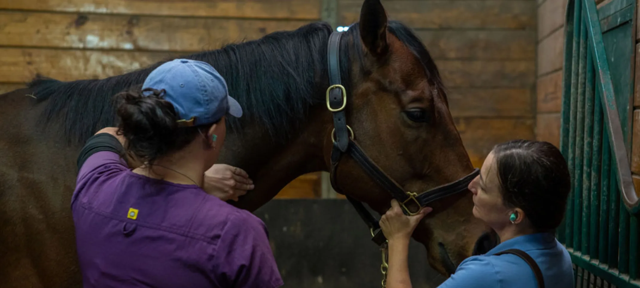 A staff member holding a horse steady and a staff member feeling the horse's neck A staff member holding a horse steady and a staff member feeling the horse's neck