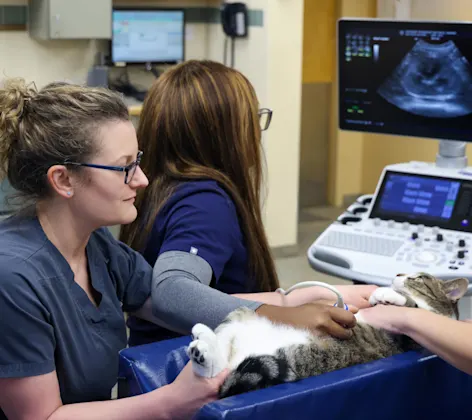 Diagnostic Ultrasound Diagnostic Ultrasound