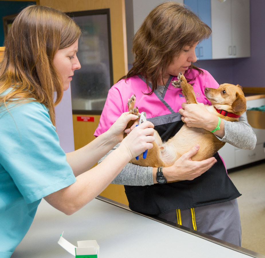 Two staff members comforting and clipping a small dog's nails