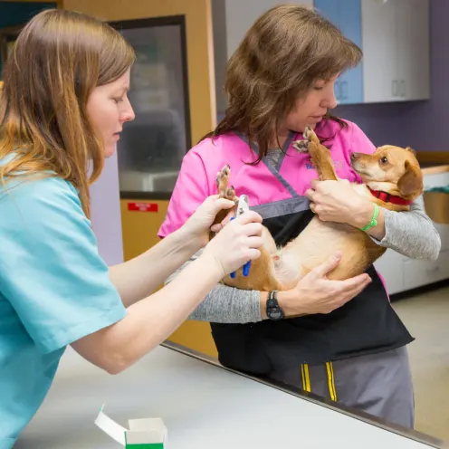 Two staff members comforting and clipping a small dog's nails