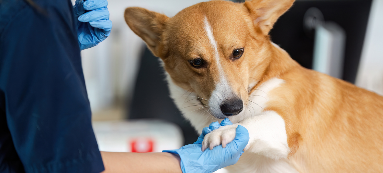 Veterinarian Holding a Corgi's Paw