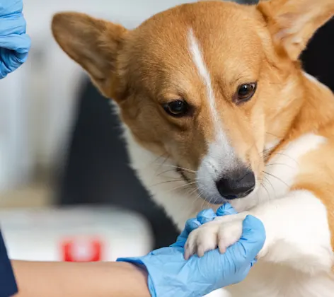 Veterinarian Holding a Corgi's Paw Veterinarian Holding a Corgi's Paw