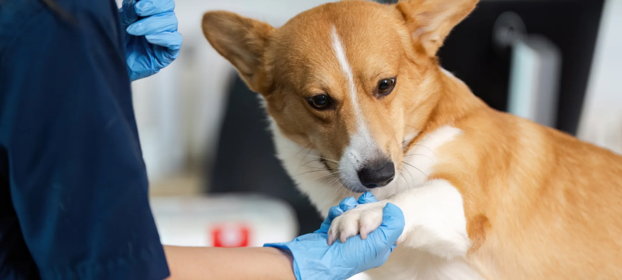 Veterinarian Holding a Corgi's Paw Veterinarian Holding a Corgi's Paw