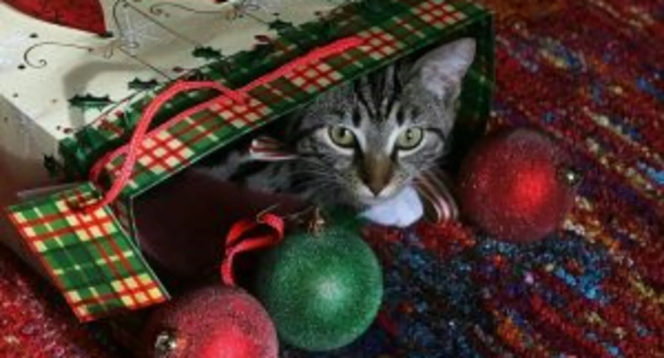 Leo in a Christmas gift bag Leo in a Christmas gift bag
