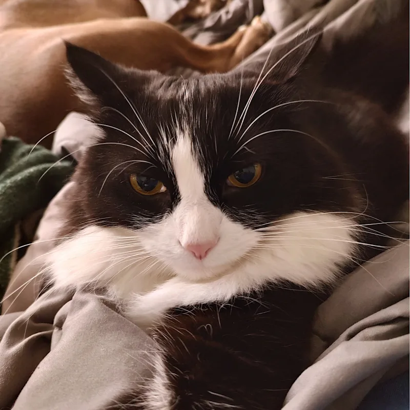 Bonnie Bonnie