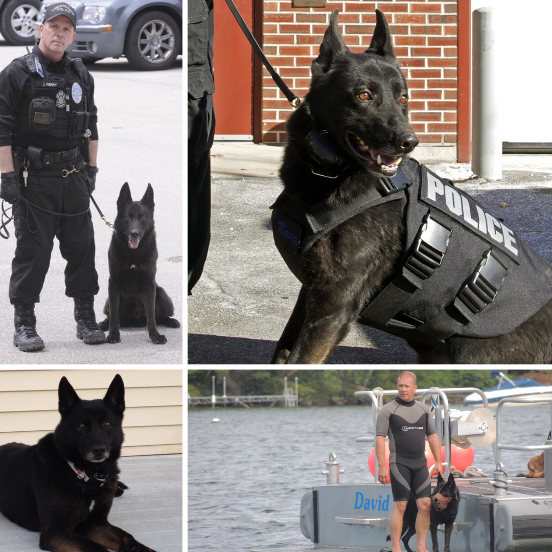 A collection of images containing the dog "Mingo"