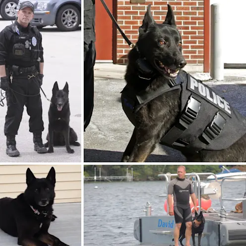 A collection of images containing the dog "Mingo" A collection of images containing the dog "Mingo"