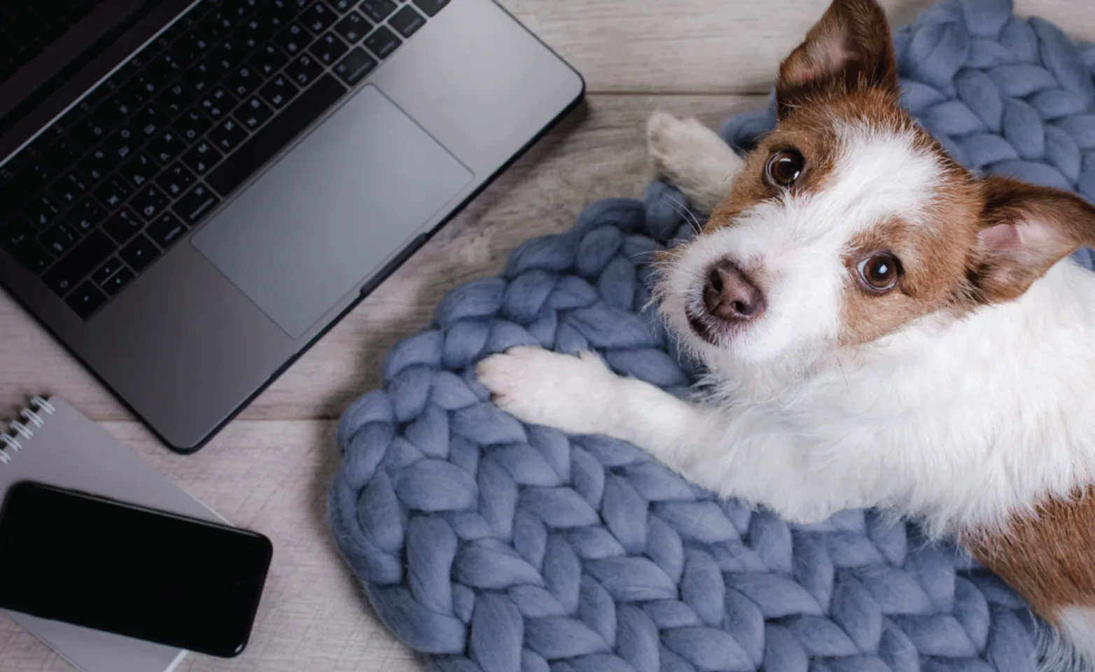 Dog looking up while laying down Dog looking up while laying down
