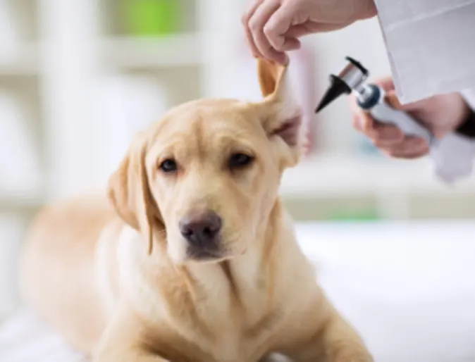 Veterinarian Checking a Dog's Ears