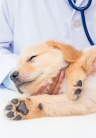 Love Pet Hospital Veterinarian in Austin TX