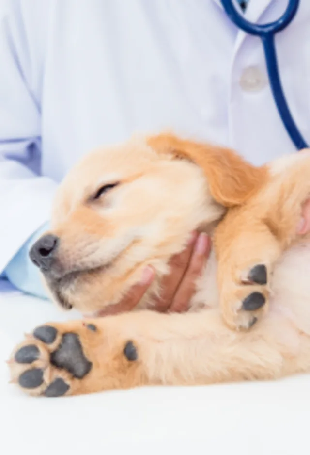 Dog laying on table with a vet Dog laying on table with a vet