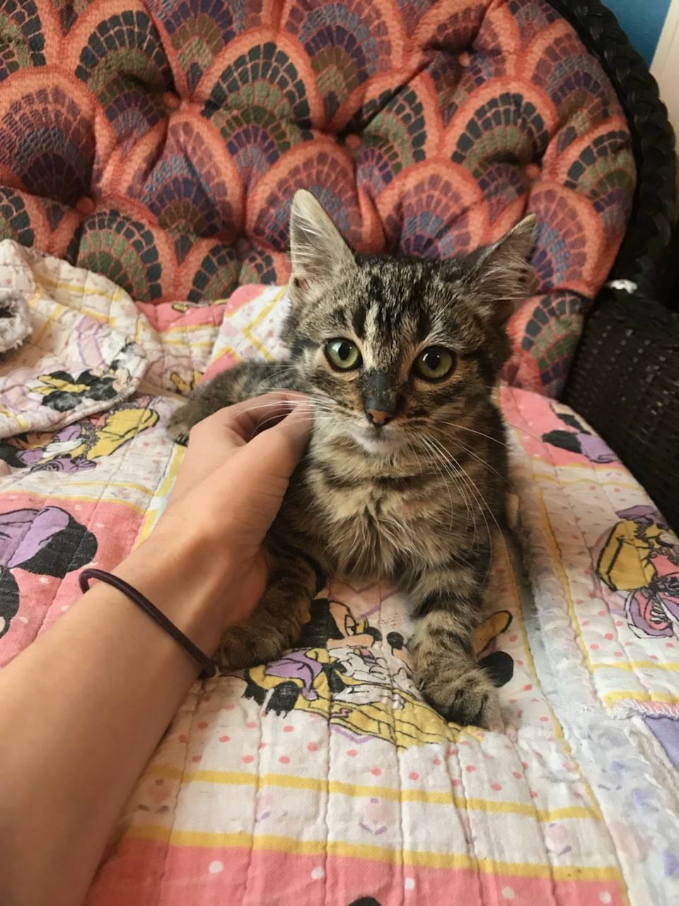 Cat being petted