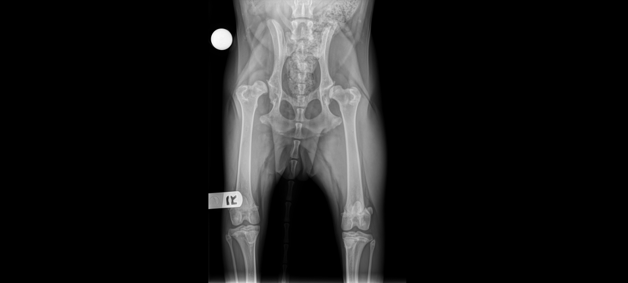 Total Hip Replacement (THR) Surgery New England Animal Medical Center