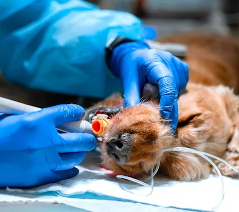 Dog getting crowns