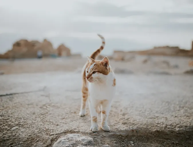 Cat standing alone in the desert. Cat standing alone in the desert.