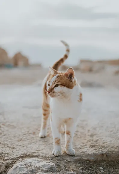 Cat standing alone in the desert. 