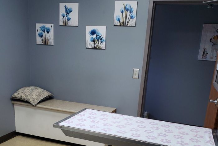 Lake Chatuge Animal Hospital Pet Examination 