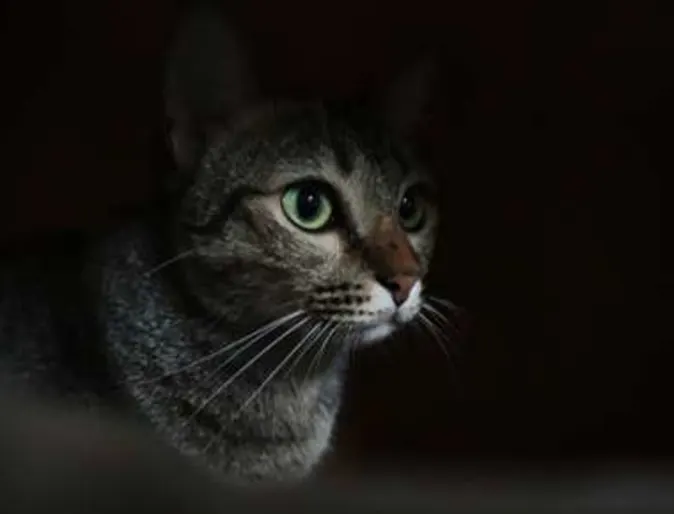 Night time activity Night time activity