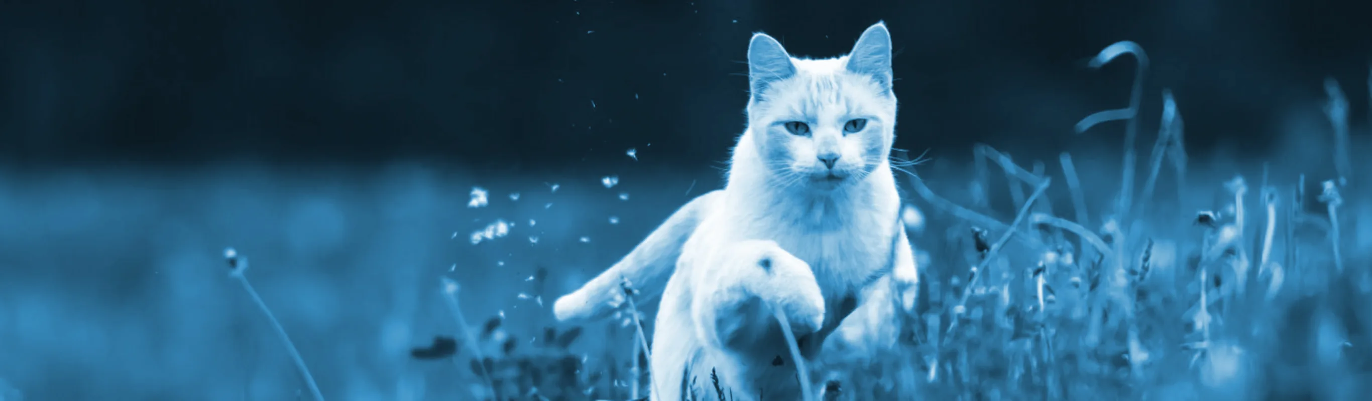 Cat running in field Cat running in field