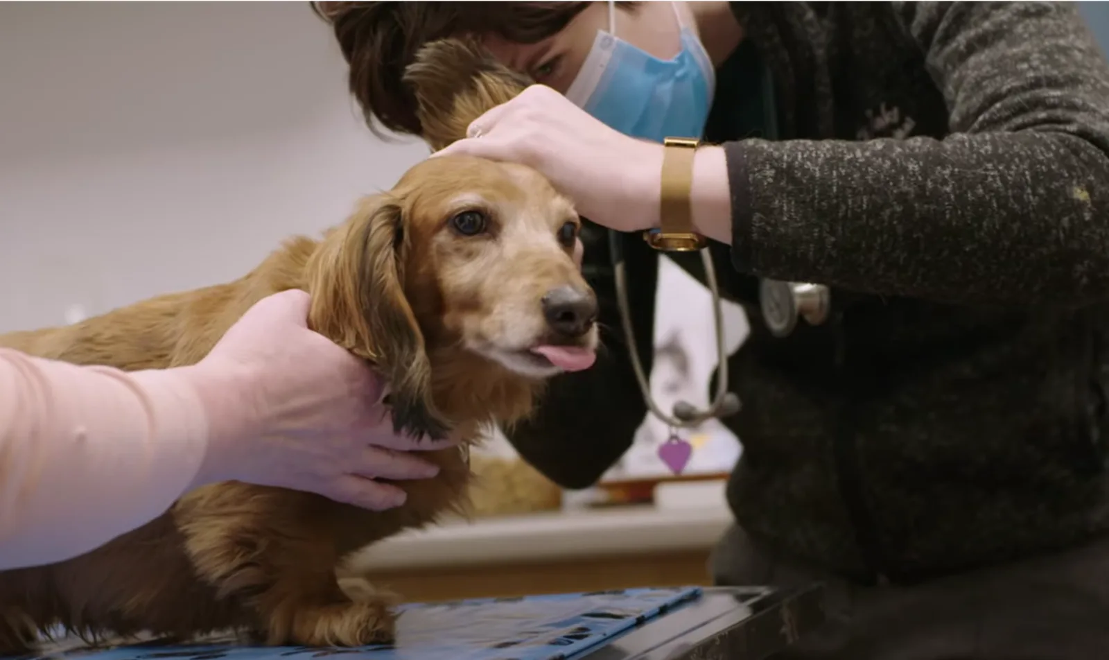 Dr. Sarah Godding giving an exam to a dog