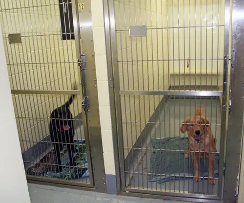 Kennels and Runs
