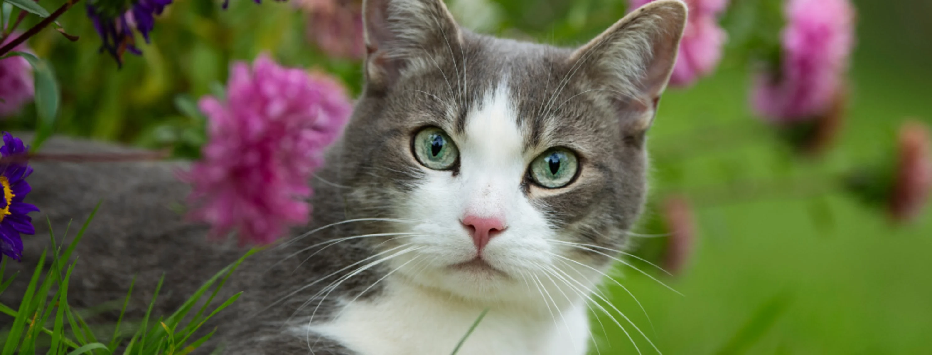A gray cat undrneath flowers A gray cat undrneath flowers