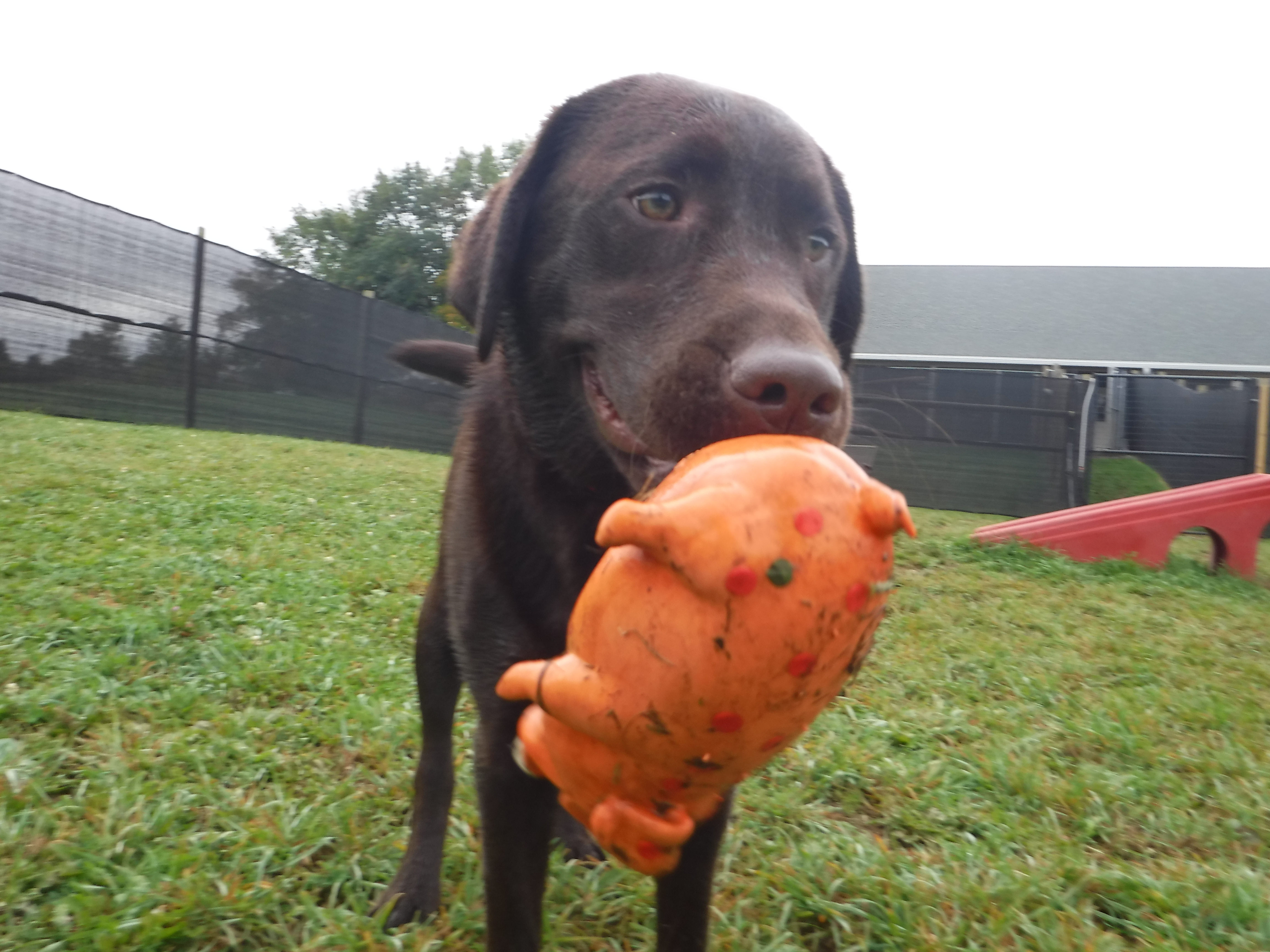 Waterville Veterinary Clinic Dog with Toy